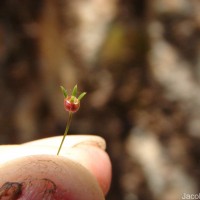 Oldenlandia herbacea (L.) Roxb.
